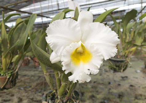 Cattleya White Diamond