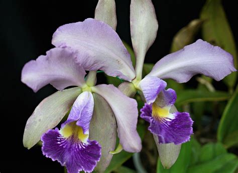 Cattleya Whitei