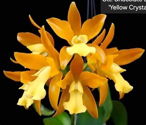 Cattleya Yellow Crystal