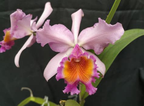 Cattleya Zephyr