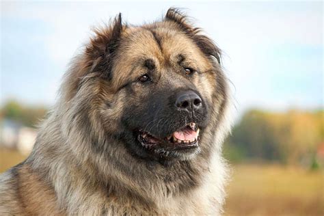 Caucasian Shepherd Dog All Big Dog Breeds