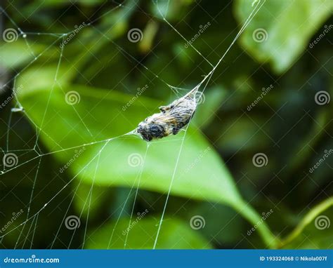 Caught in a spider web