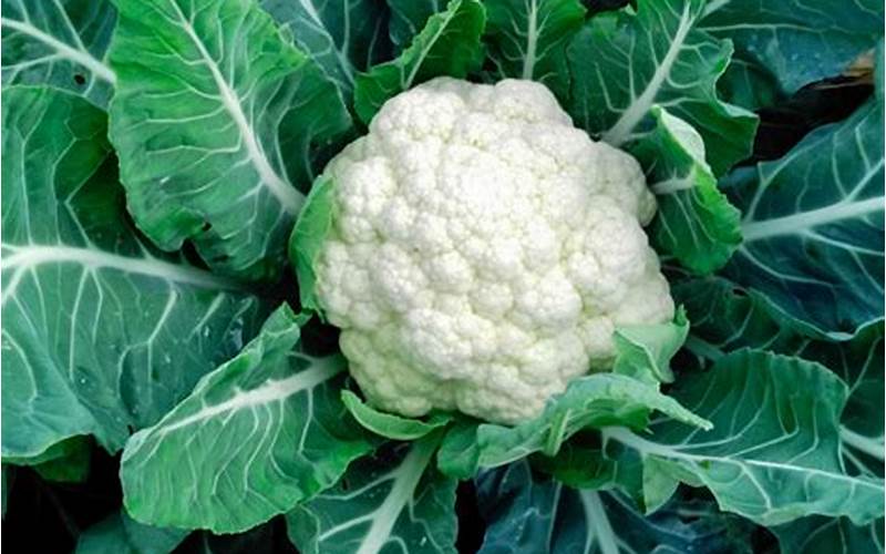 Cauliflower Plants
