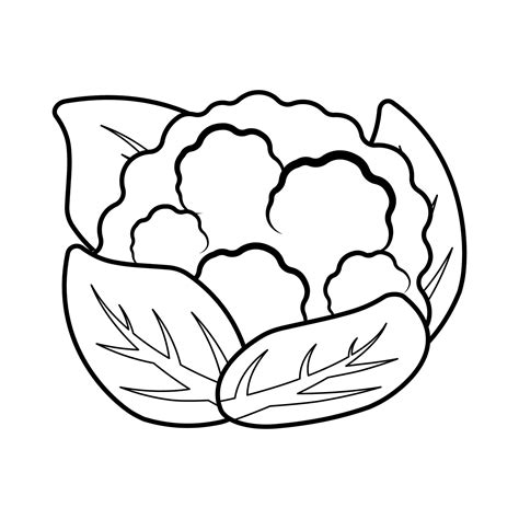 Cauliflower Outline Picture for Colouring
