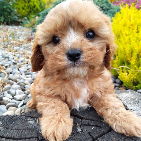 Cavachon Puppies For Sale Ireland