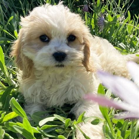 Cavachon 1000 For Sale Chews A Puppy