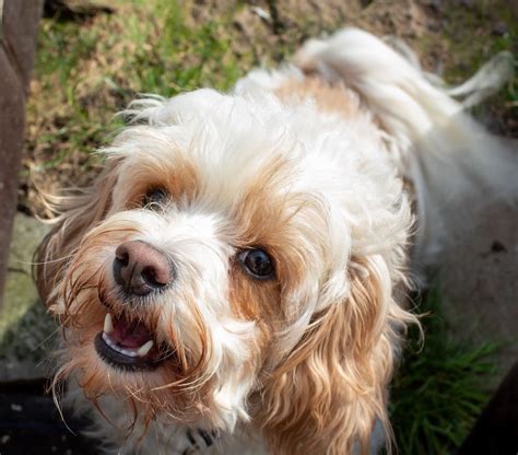cavapoo full grown Cavapoo dogs, Cavapoo, Cavachon