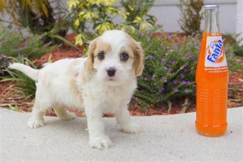 Cavalier King Charles Spaniel Buffalo Ny: A Loving Breed For Your Home
In 2023