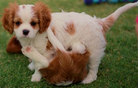 Cavalier King Charles Spaniel Curly Coat: A Unique And Adorable Breed