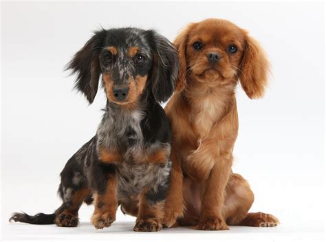 Cavalier King Charles Spaniel Dachshund Mix: A Unique And Adorable
Crossbreed