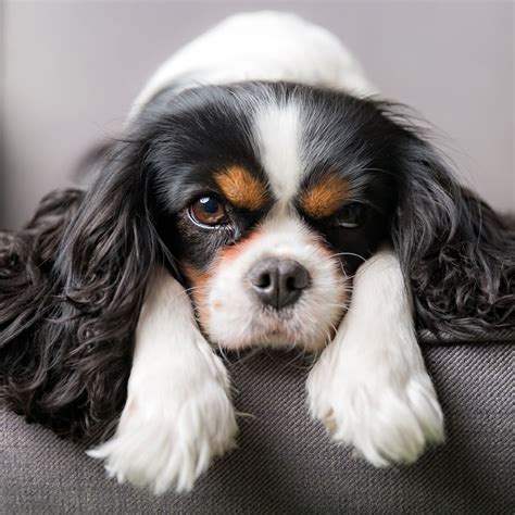 Cavalier King Charles Spaniel For Adoption In Florida