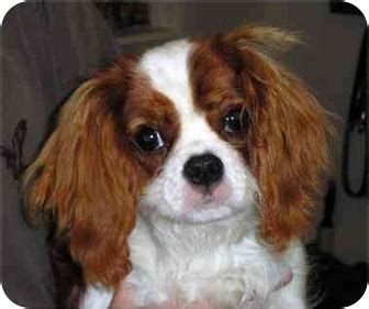 Cavalier King Charles Spaniel Rehoming Scotland