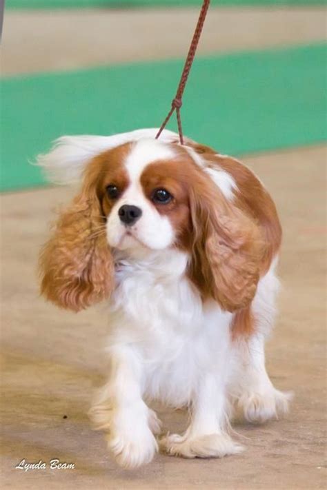 Cavalier King Charles Spaniel Buffalo Ny: A Loving Breed For Your Home
In 2023