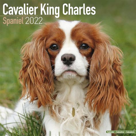 Cavalier King Charles Spaniel Calendar