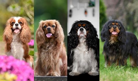 Colors of Cavalier King Charles Spaniels