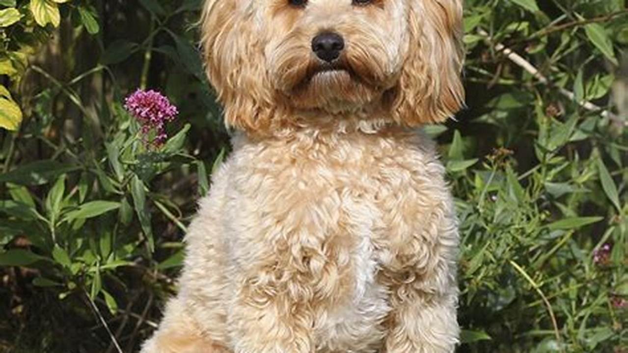 Cavapoo Calendar 2024 Calendar 2024