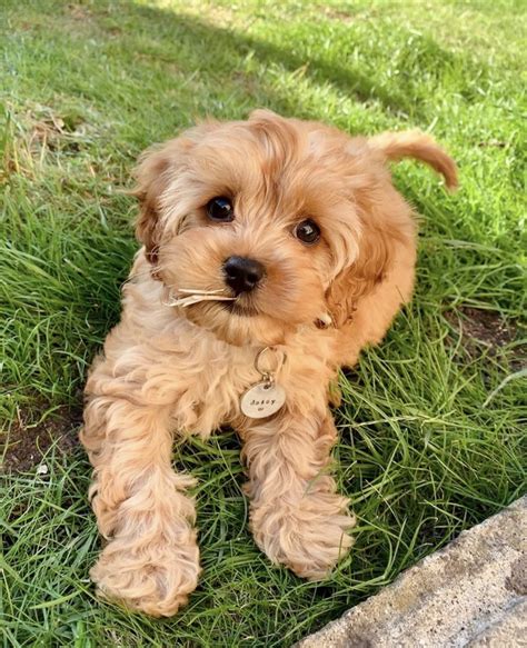 Cavoodle Puppies For Sale