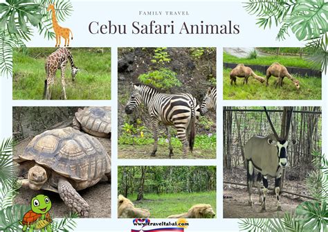 Cebu Safari Animals
