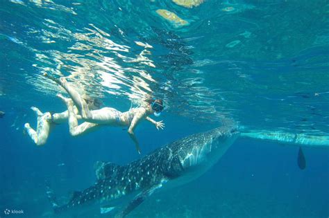 Cebu Sumilon Island & Whale Shark Swim: An Expert’s Take