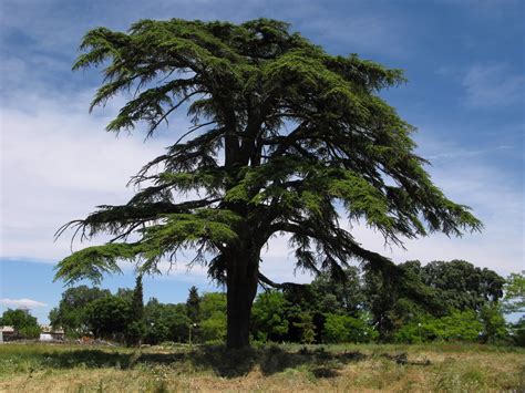 Cedar (Cedrus Libani)