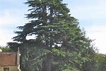 Cedar Tree Facts