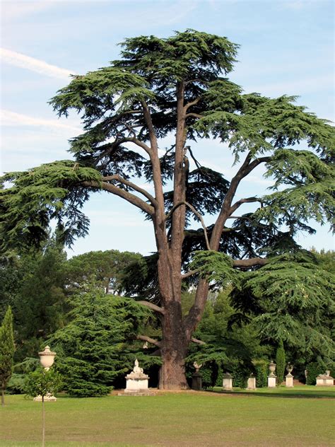 Cedar Tree Image