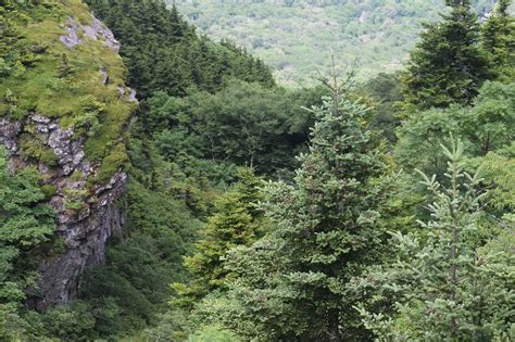 Menjelajahi Keindahan Tersembunyi Dalam Celah Hutan: Petualangan Luar Biasa yang Takkan Terlupakan