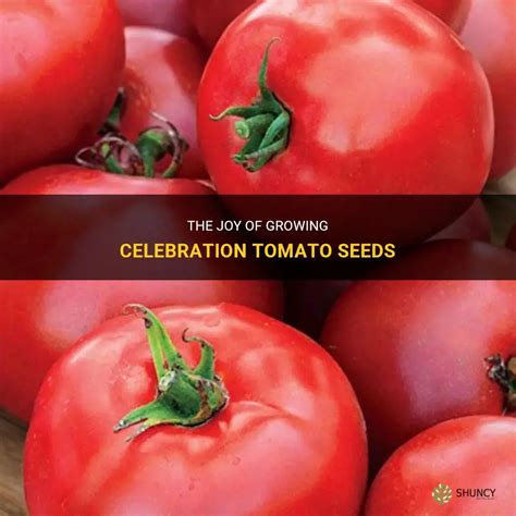 Celebration Tomatoes Reviews