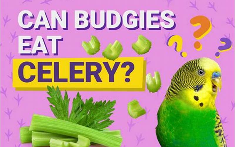 Celery For Budgies