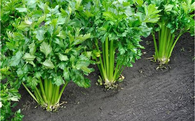 Celery Planting