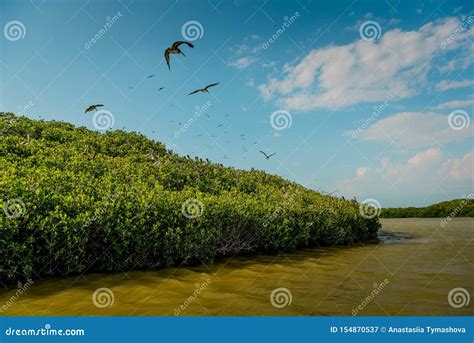 Celestun mangroves