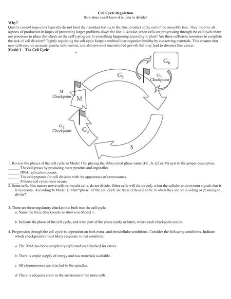 Cell Cycle Regulation Worksheet