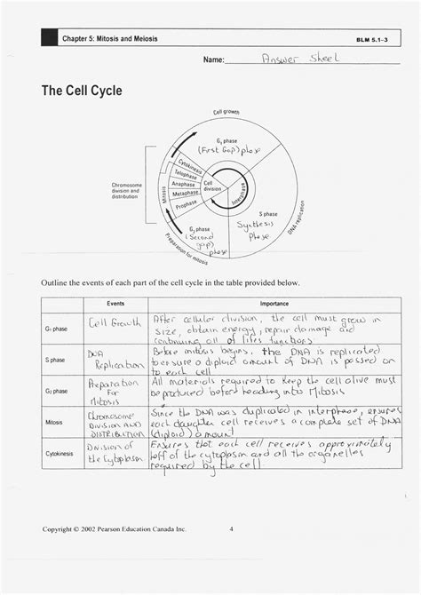 Cell Cycle Worksheet Answer Key Cells Alive