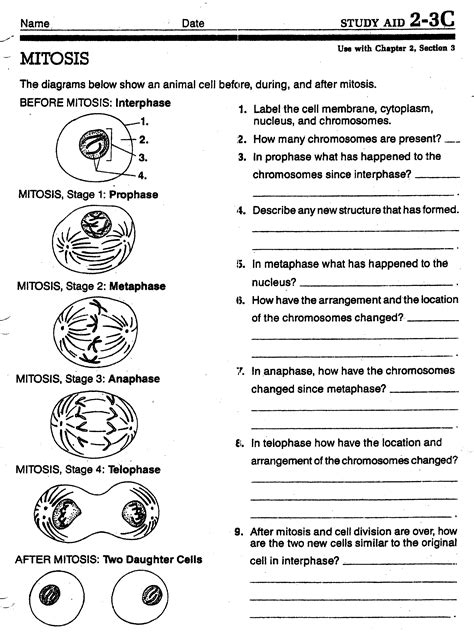 Cell Division Worksheet Answer Key