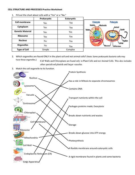 Chapter 9 Energy In A Cell Worksheet Answer Key