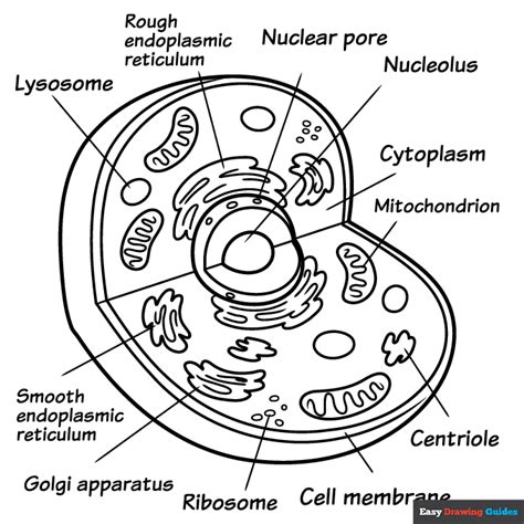 Cell Coloring Page