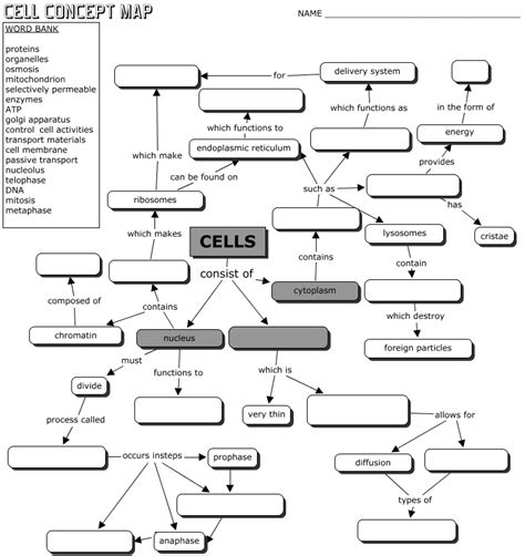 Cell Concept Map Worksheet Answers