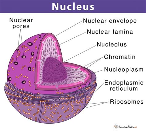 Cell Contains Two Nuclei in Pmat