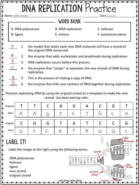 Cell Cycle And Dna Replication Practice Worksheet