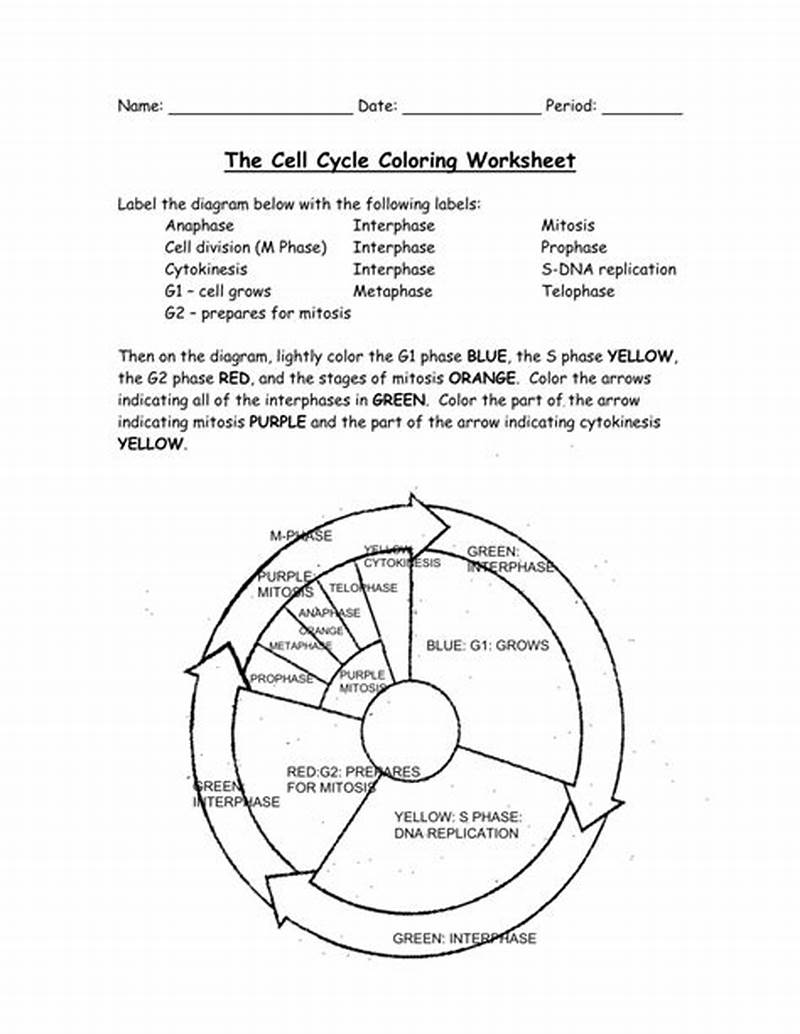 Cell Cycle Coloring Worksheet Answer Key
