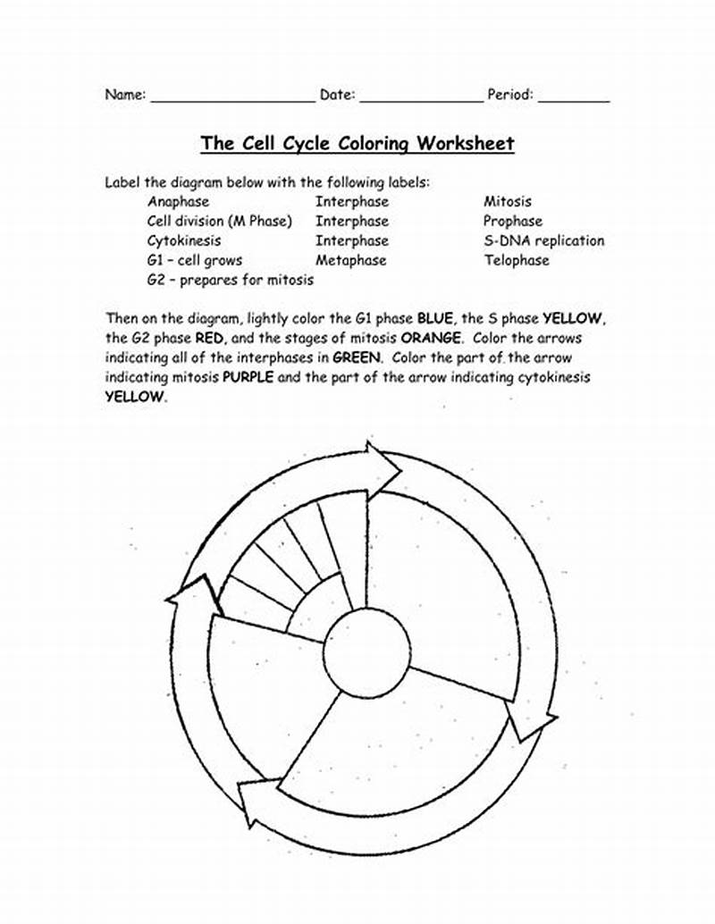 Cell Cycle Coloring Worksheet Key