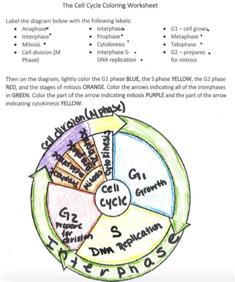 Cell Cycle Coloring Worksheet Questions