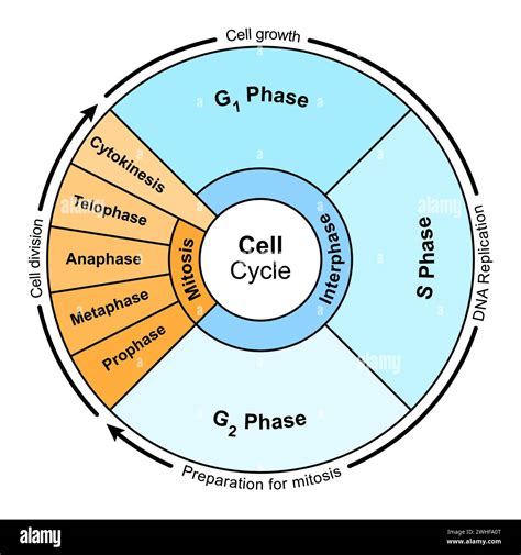 Cell Cycle Image