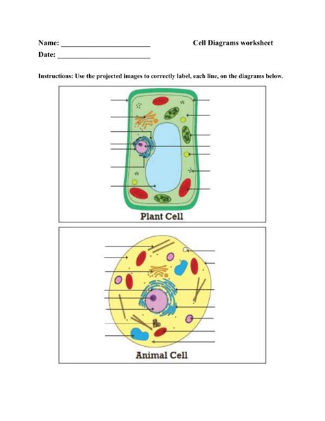 Cell Diagram Worksheet