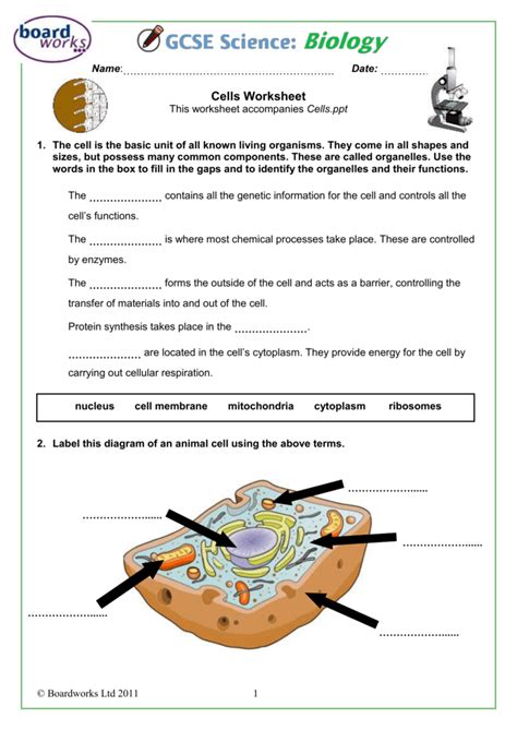 Cell Functions Worksheet - wiildcreative