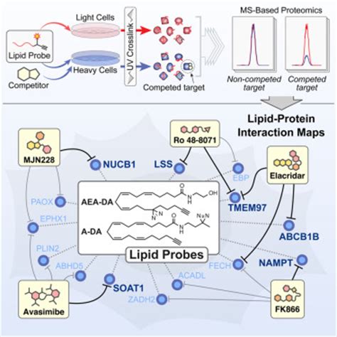 A Global Map of LipidBinding Proteins and Their Ligandability in Cells