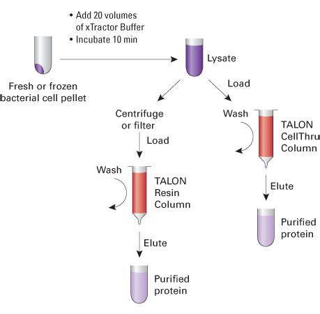 Cell Lysis Buffer Recipe