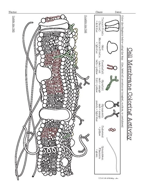 Cell Membrane Coloring Worksheet Quizlet