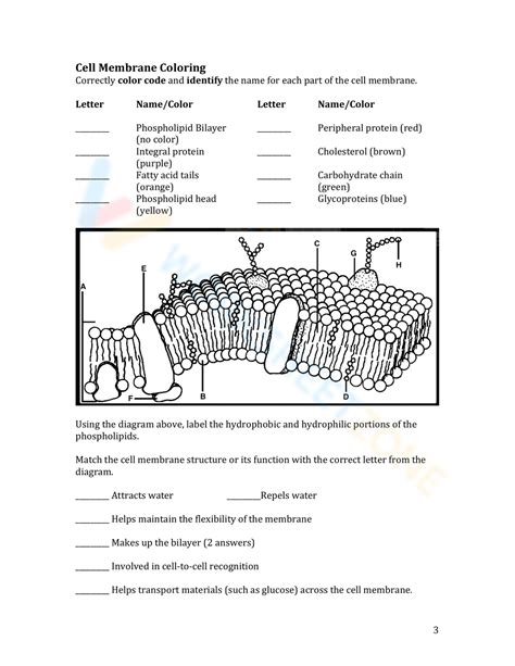 Cell Membrane Coloring Worksheet With Answers