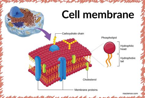 Cell Membrane Definition And Function